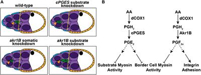 Specific prostaglandins are produced in the migratory cells and the surrounding substrate to promote Drosophila border cell migration